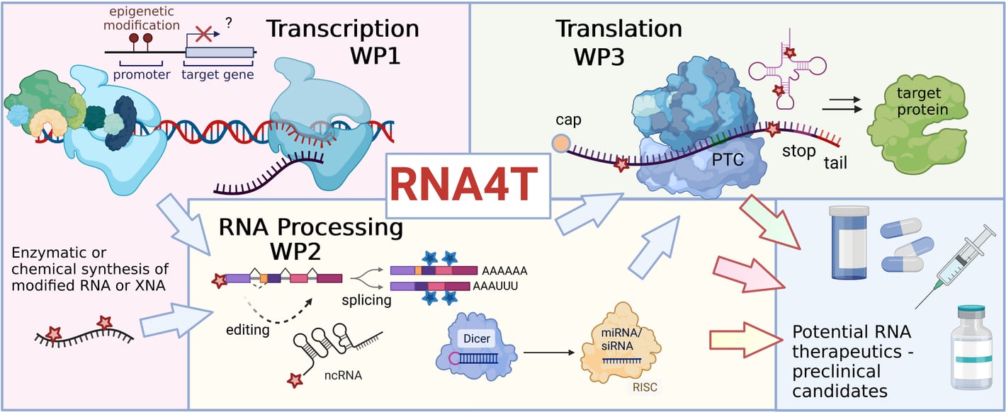RNA4T consortium diagram: WP1 Transcription, WP2 RNA Processing and WP3 Translation feeding into potential RNA therapeutics and preclinical candidates.